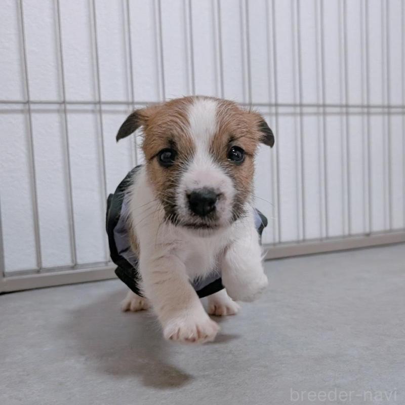 販売中の長崎県のジャックラッセルテリア-442930の1枚目