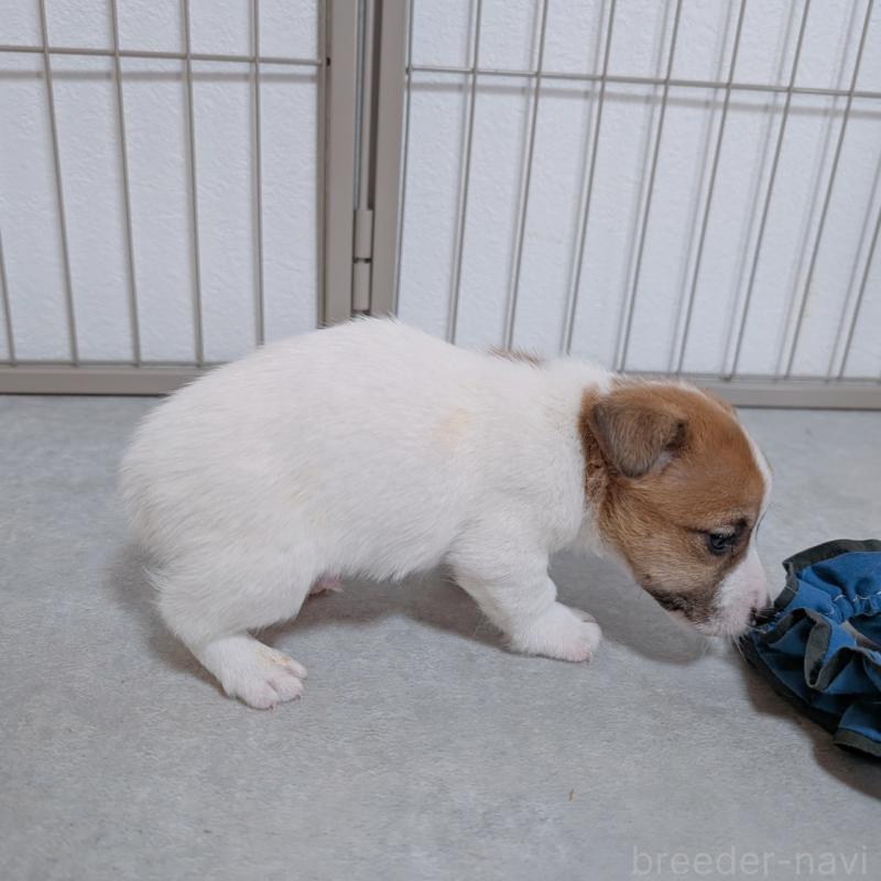 販売中の長崎県のジャックラッセルテリア-442931の6枚目