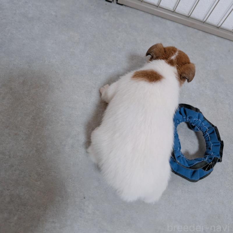 販売中の長崎県のジャックラッセルテリア-442931の5枚目