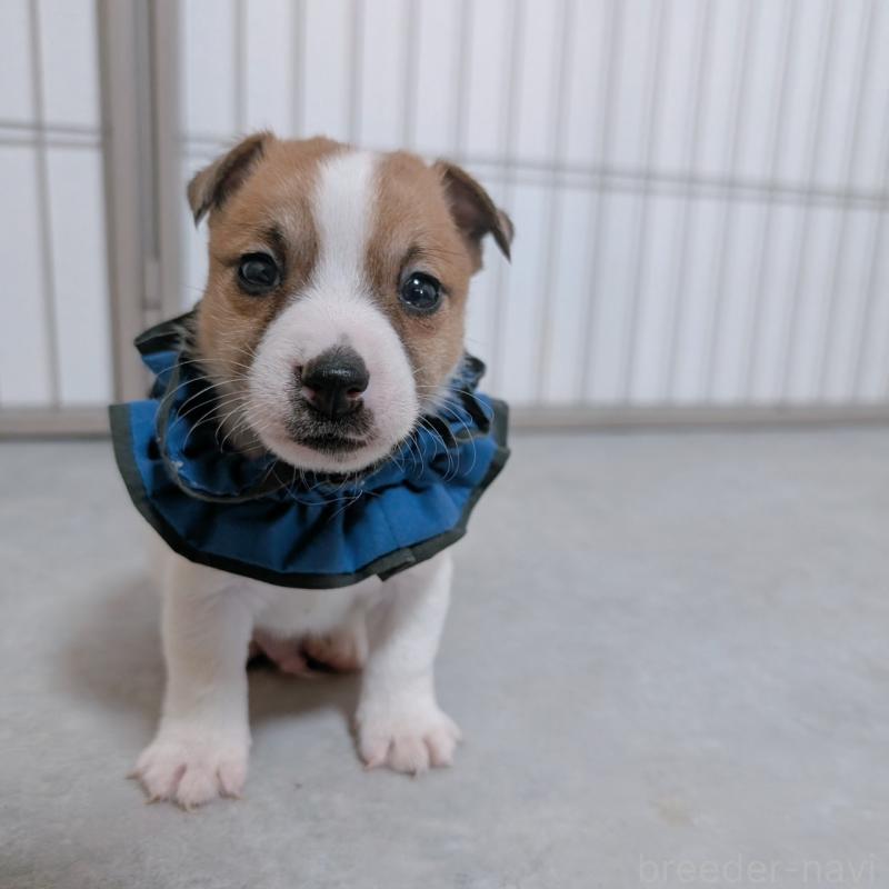 販売中の長崎県のジャックラッセルテリア-442931の4枚目