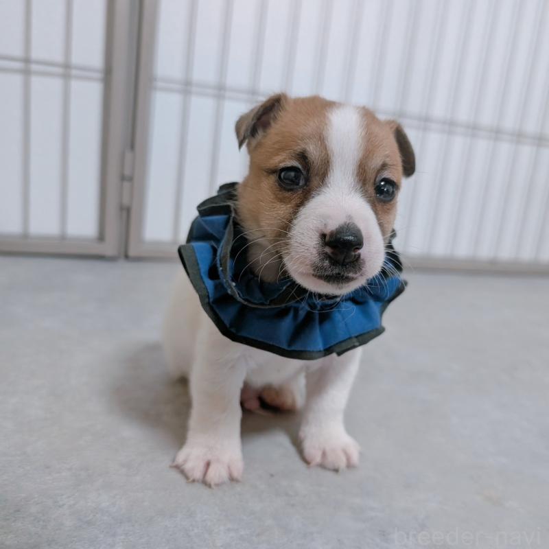 販売中の長崎県のジャックラッセルテリア-442931の3枚目