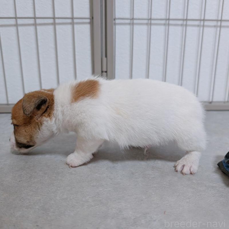 販売中の長崎県のジャックラッセルテリア-442931の2枚目