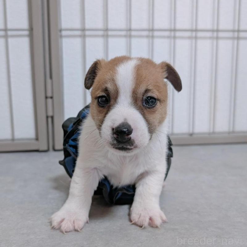 販売中の長崎県のジャックラッセルテリア-442931