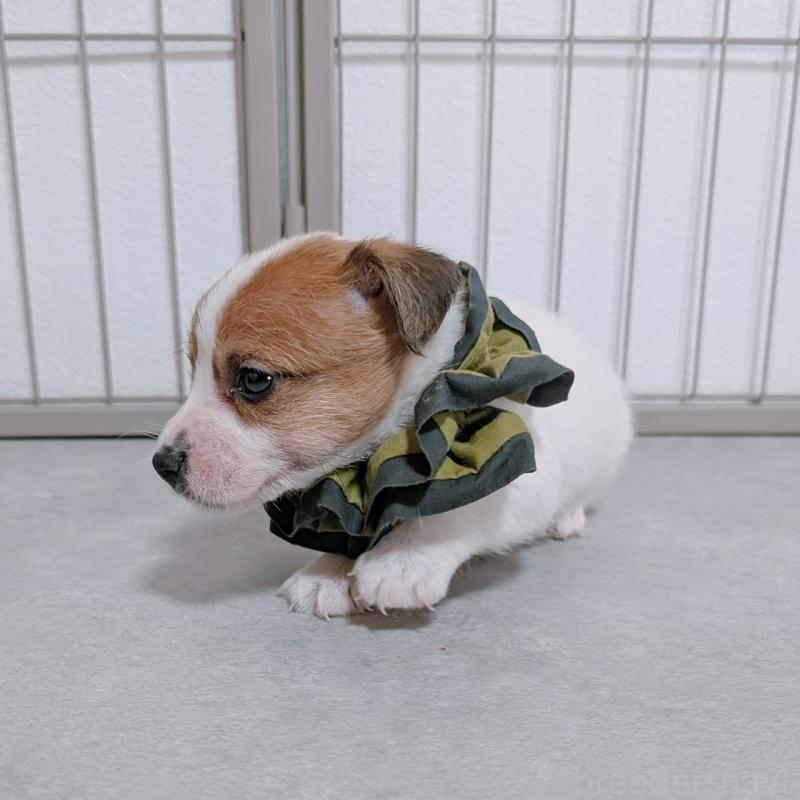 販売中の長崎県のジャックラッセルテリア-442932の6枚目