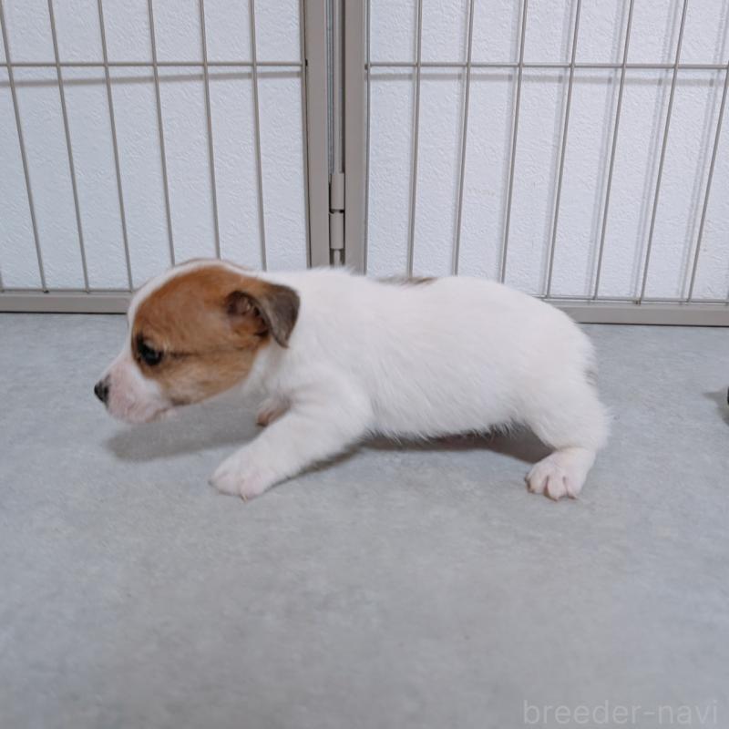 販売中の長崎県のジャックラッセルテリア-442932の5枚目