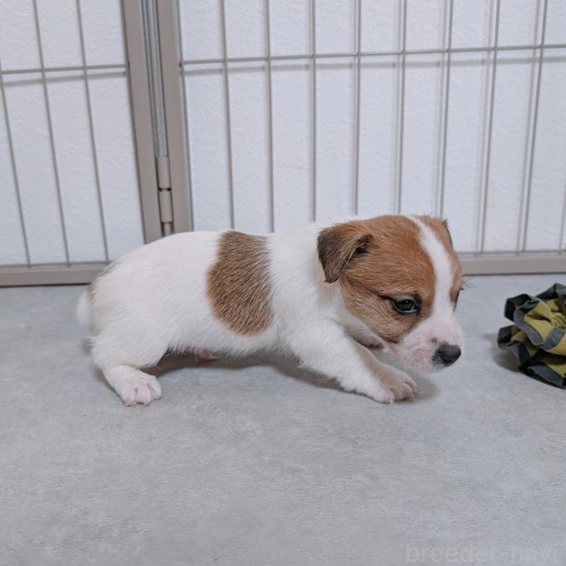 販売中の長崎県のジャックラッセルテリア-442932の4枚目