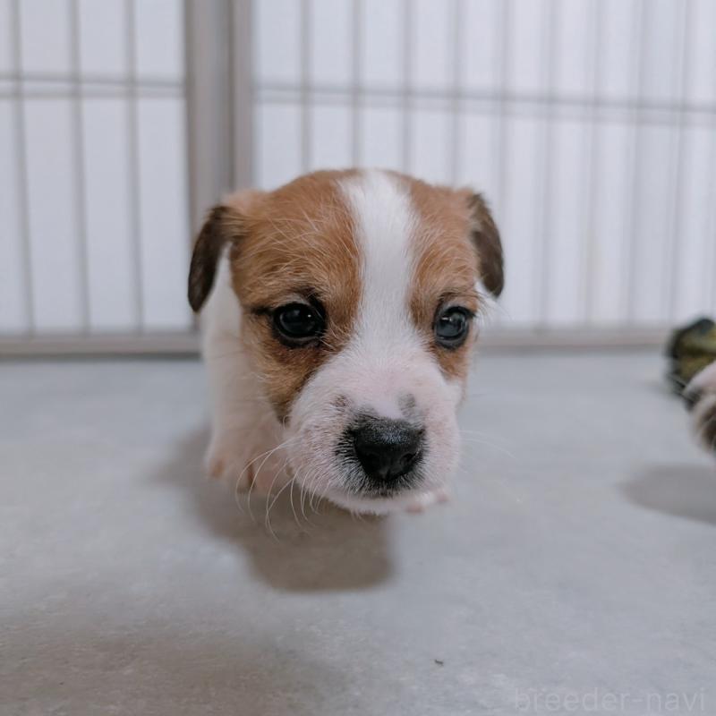 販売中の長崎県のジャックラッセルテリア-442932の3枚目