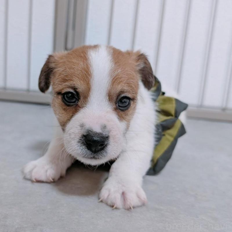 販売中の長崎県のジャックラッセルテリア-442932