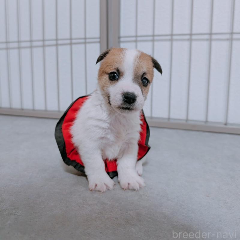 商談中の長崎県のジャックラッセルテリア-442933の7枚目