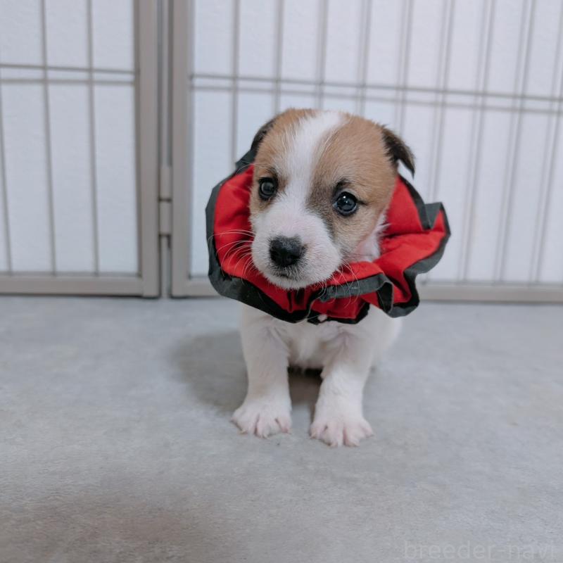 商談中の長崎県のジャックラッセルテリア-442933の6枚目