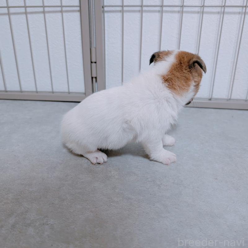 商談中の長崎県のジャックラッセルテリア-442933の5枚目