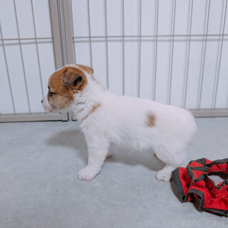 商談中の長崎県のジャックラッセルテリア-442933の4枚目