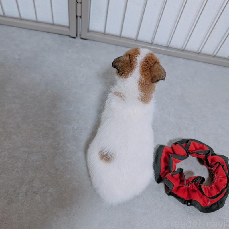 商談中の長崎県のジャックラッセルテリア-442933の3枚目