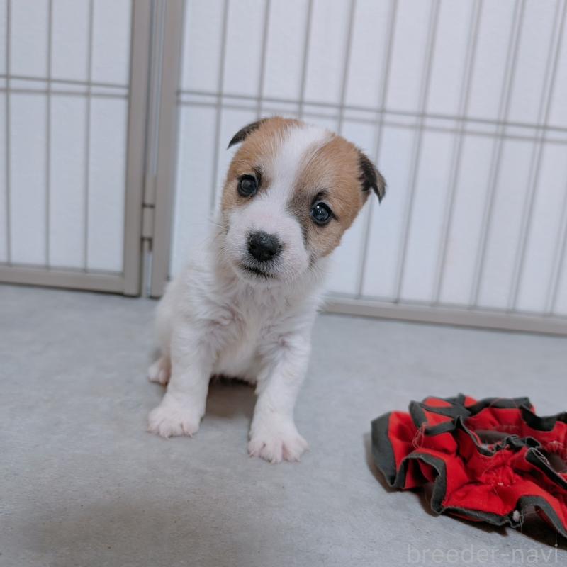 商談中の長崎県のジャックラッセルテリア-442933の2枚目