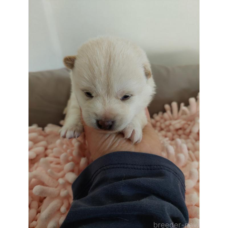 販売中の高知県の豆柴-439773の5枚目