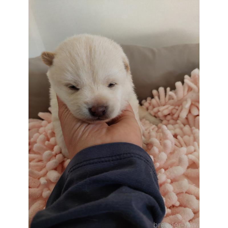 販売中の高知県の豆柴-439773の4枚目