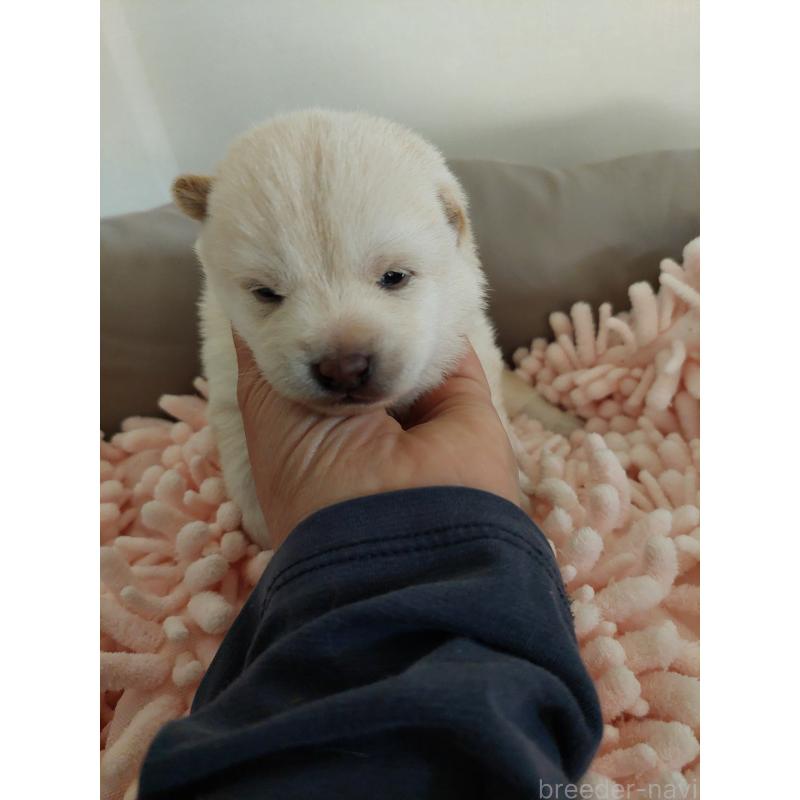 販売中の高知県の豆柴-439773の3枚目