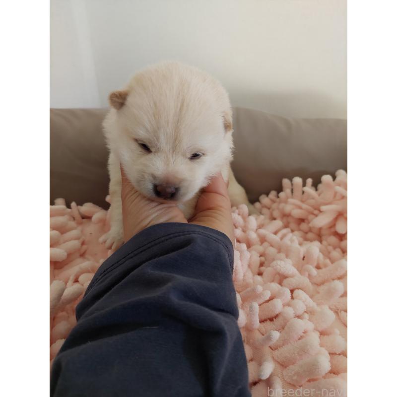 販売中の高知県の豆柴-439773の2枚目