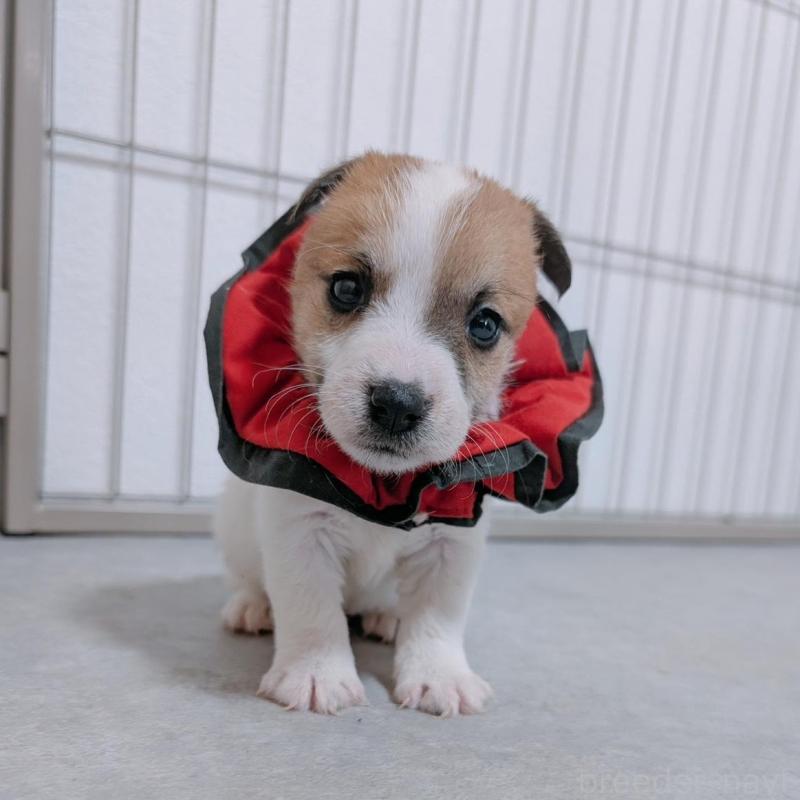 販売中の長崎県のジャックラッセルテリア-442933