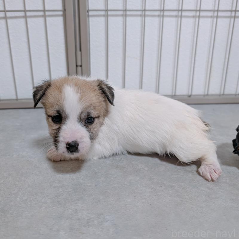 販売中の長崎県のジャックラッセルテリア-442934の6枚目