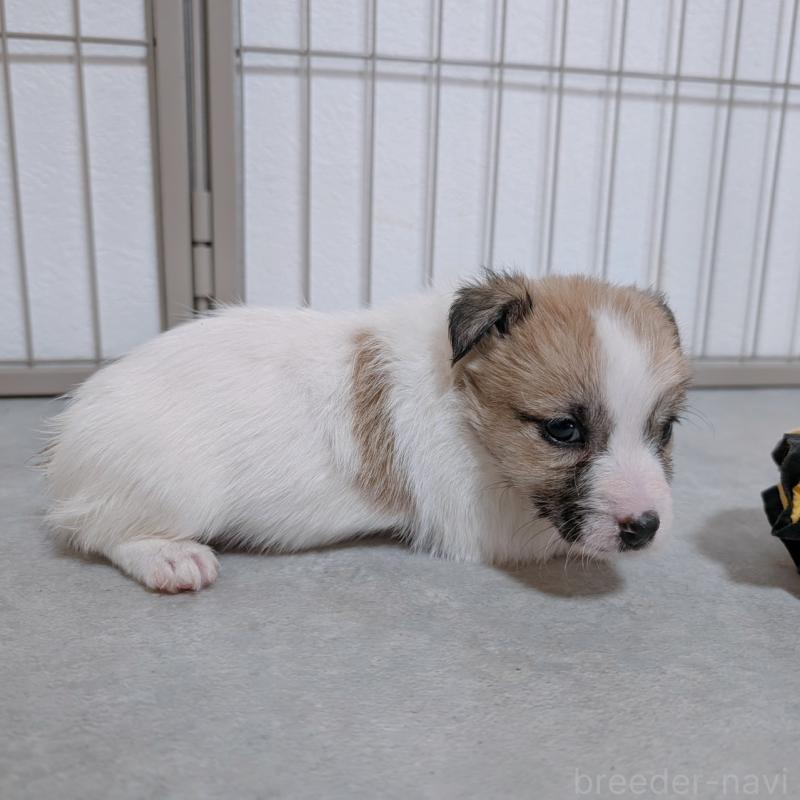 販売中の長崎県のジャックラッセルテリア-442934の5枚目