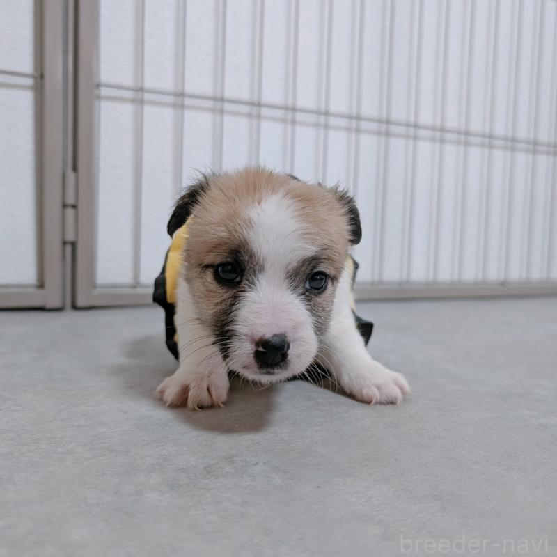 販売中の長崎県のジャックラッセルテリア-442934の4枚目