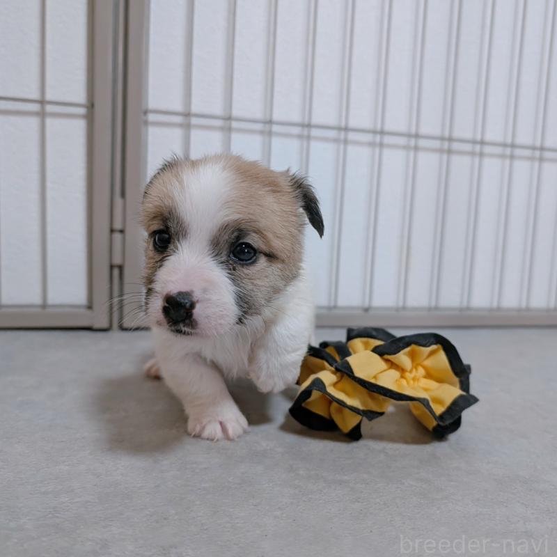 販売中の長崎県のジャックラッセルテリア-442934の2枚目