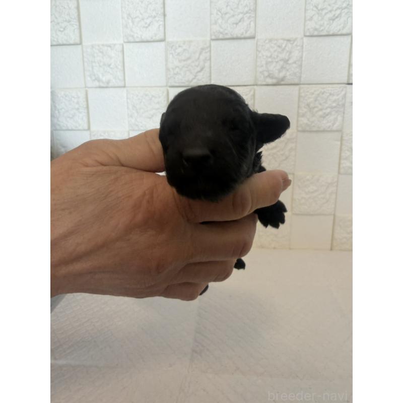 販売中の群馬県のトイプードル-442935の10枚目