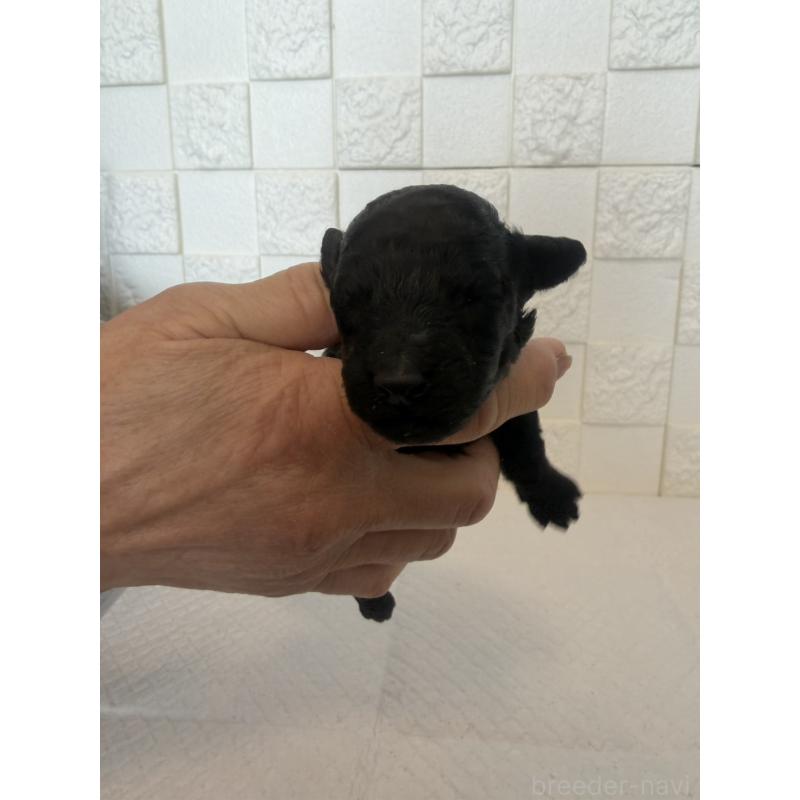 販売中の群馬県のトイプードル-442935の9枚目