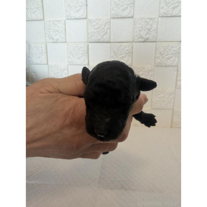 販売中の群馬県のトイプードル-442935の8枚目