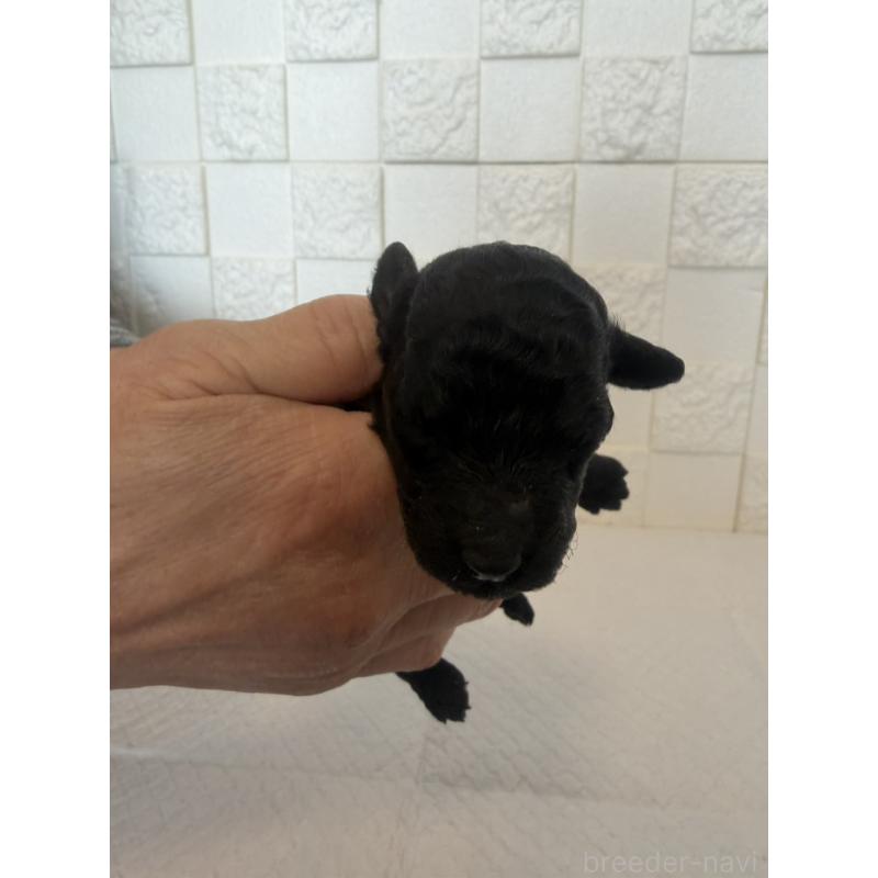 販売中の群馬県のトイプードル-442935の7枚目