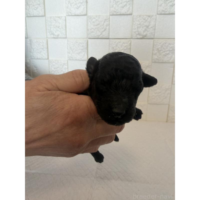 販売中の群馬県のトイプードル-442935の5枚目