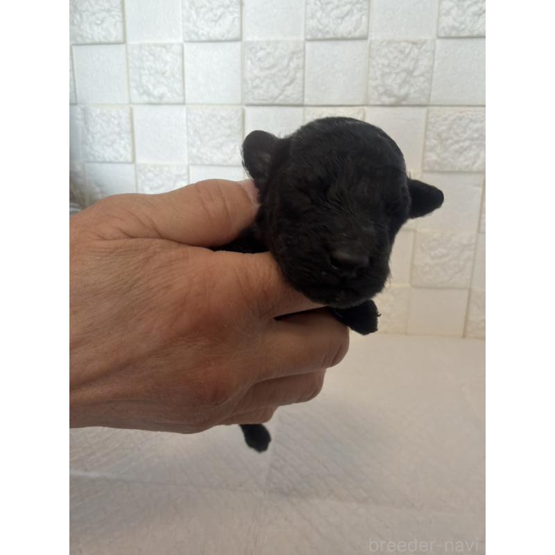 販売中の群馬県のトイプードル-442935の4枚目