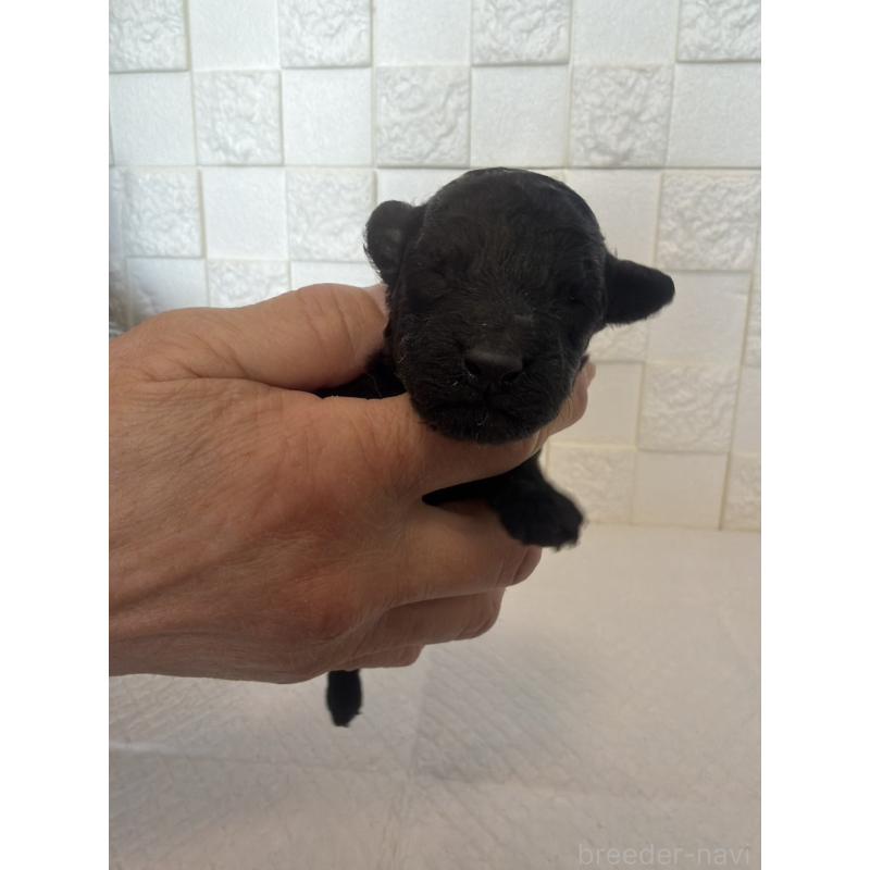 販売中の群馬県のトイプードル-442935の2枚目