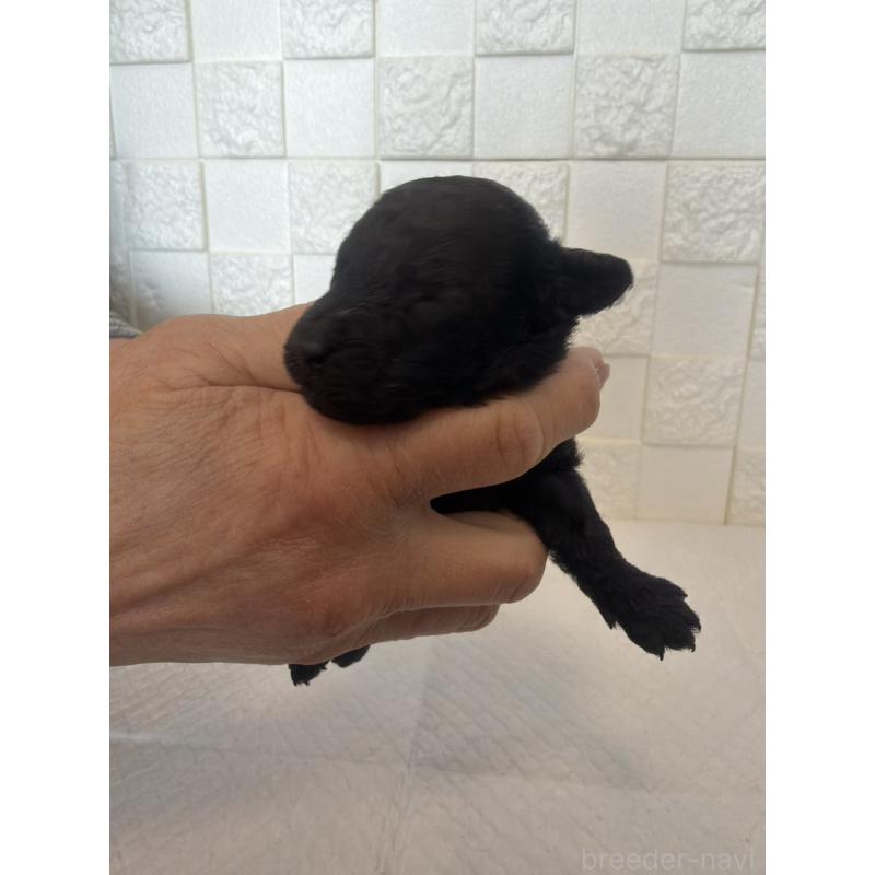 販売中の群馬県のトイプードル-442935の3枚目