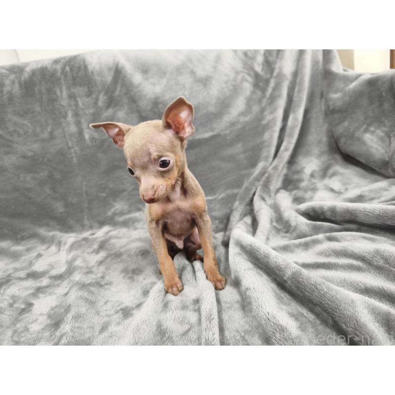 販売中の新潟県のロシアントイテリア-442938の4枚目