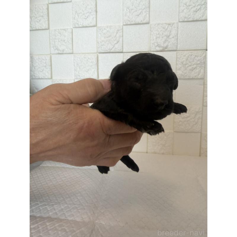 販売中の群馬県のトイプードル-442936の11枚目