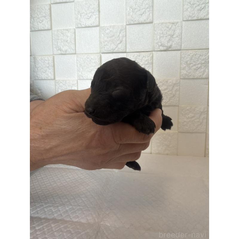 販売中の群馬県のトイプードル-442936の5枚目