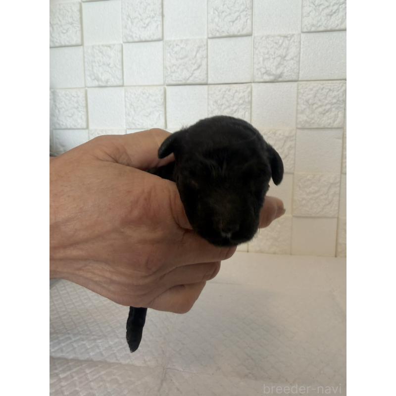 販売中の群馬県のトイプードル-442936の4枚目