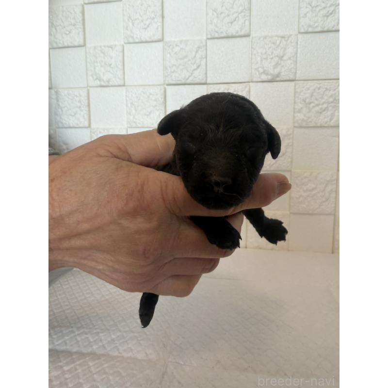 販売中の群馬県のトイプードル-442936