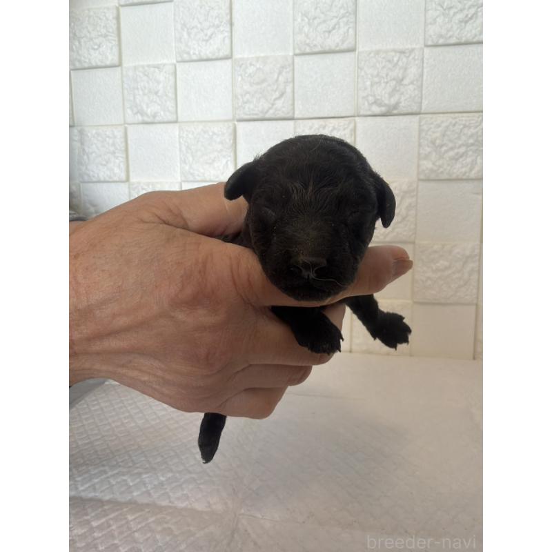 販売中の群馬県のトイプードル-442936の3枚目