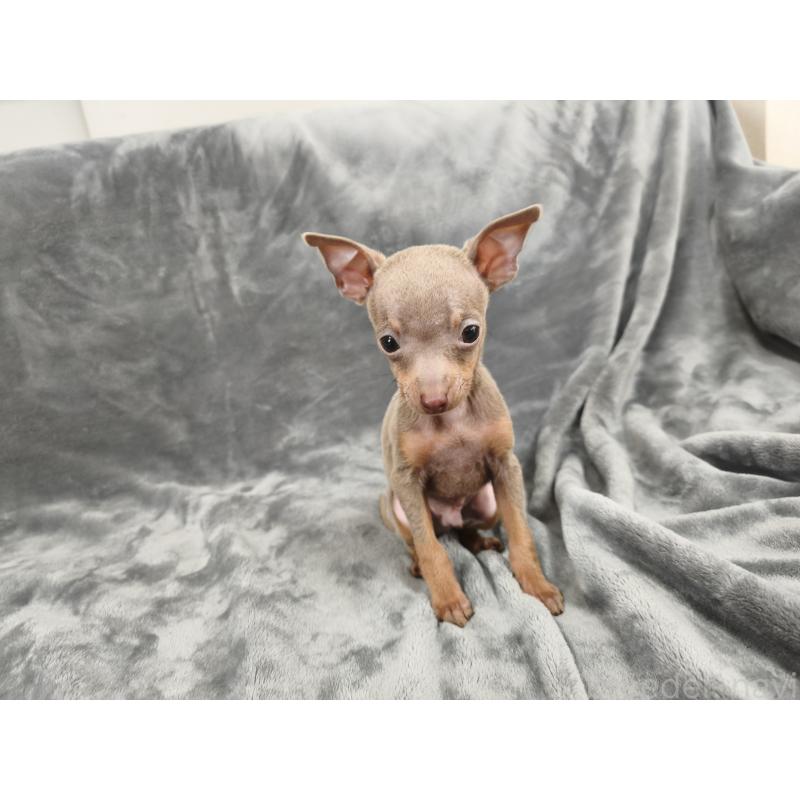 販売中の新潟県のロシアントイテリア-442938の3枚目