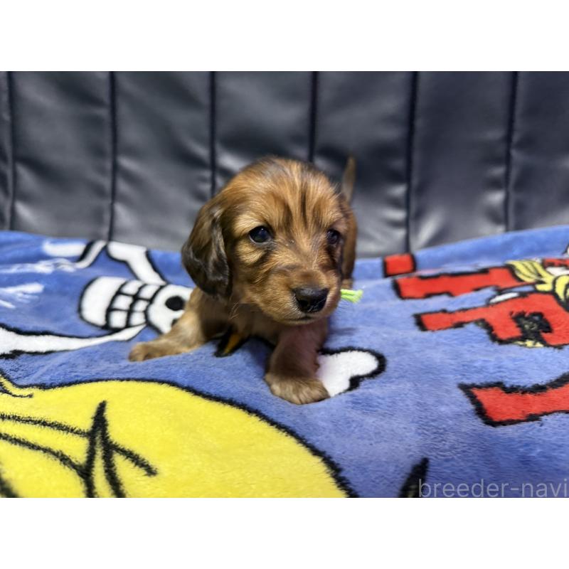 販売中の香川県のミニチュアダックスフンド(ロングヘアード)-442937の3枚目