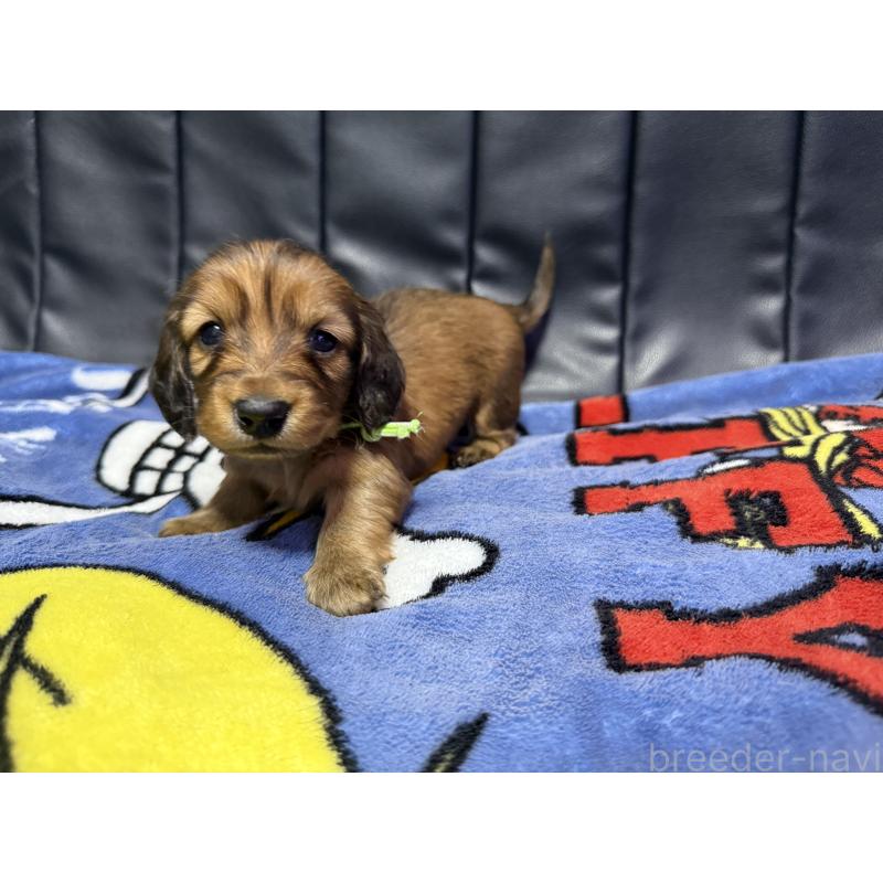 販売中の香川県のミニチュアダックスフンド(ロングヘアード)-442937の2枚目