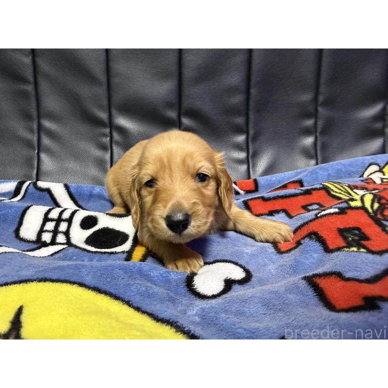 販売中の香川県のミニチュアダックスフンド(ロングヘアード)-442939の4枚目