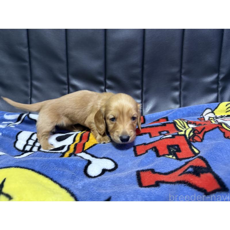 販売中の香川県のミニチュアダックスフンド(ロングヘアード)-442939の3枚目