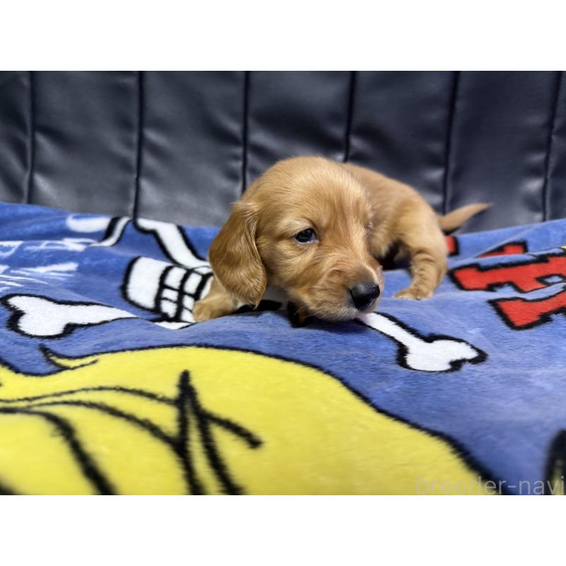 販売中の香川県のミニチュアダックスフンド(ロングヘアード)-442939の2枚目