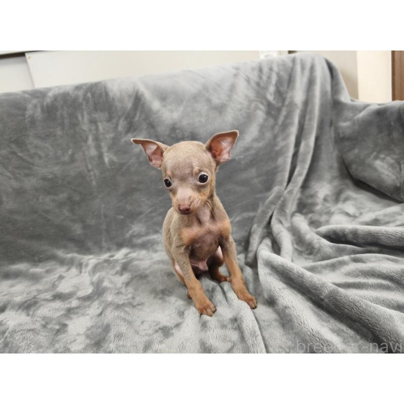 販売中の新潟県のロシアントイテリア-442938の2枚目