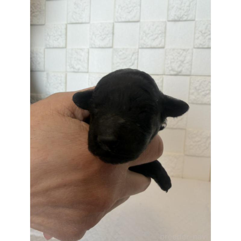 販売中の群馬県のトイプードル-442940