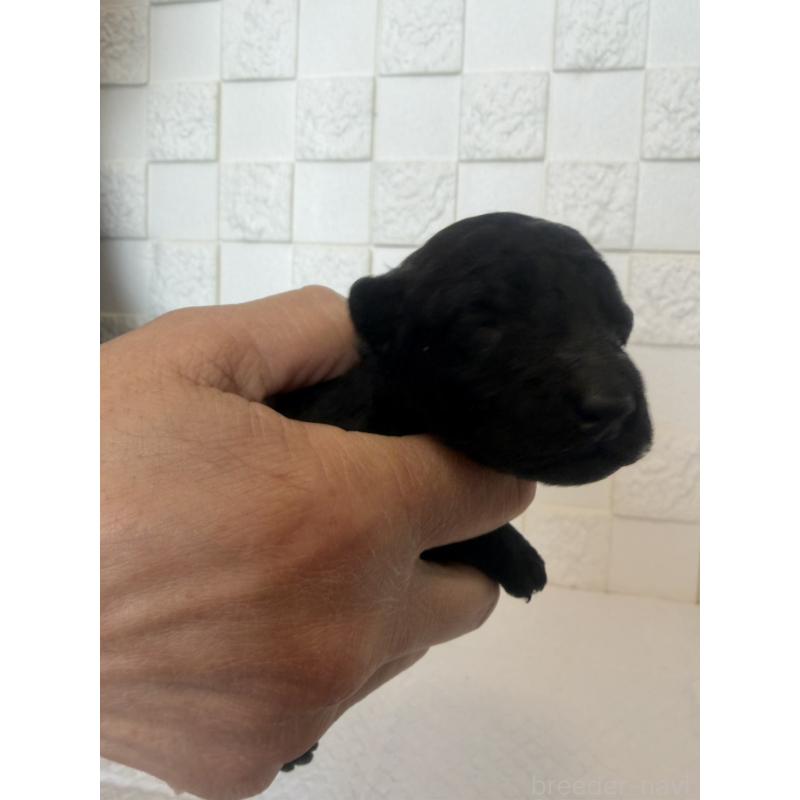 販売中の群馬県のトイプードル-442940の10枚目